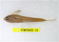 藏品(絲鰭斜棘(魚銜))的圖片